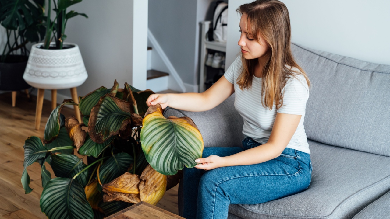 Young upset, sad woman examining dried dead foliage of her home plant Calathea. Houseplants diseases. Diseases Disorders Identification and Treatment, Houseplants sun burn. Damaged Leaves