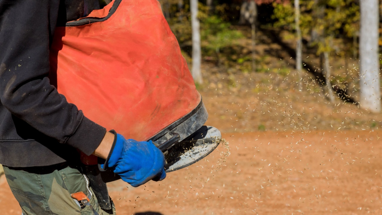Using seeding device, landscapers gardeners work together to sow lawngrass seed