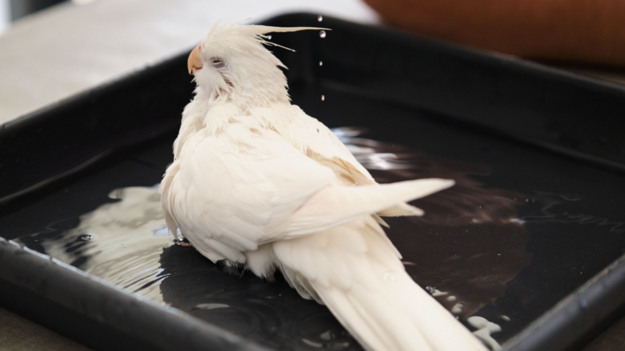Owner hand bathing its albino cockatiel. White-faced Lutinos mutation.