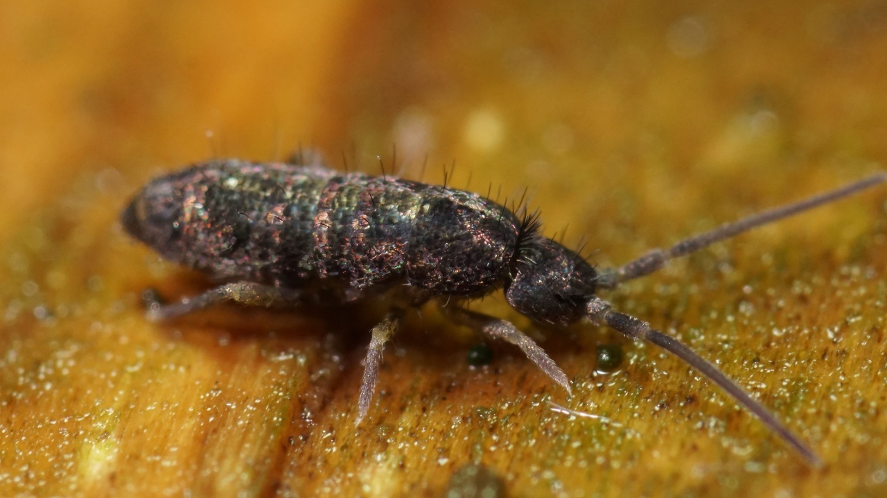 A closeup of a Tomocerus minor springtail