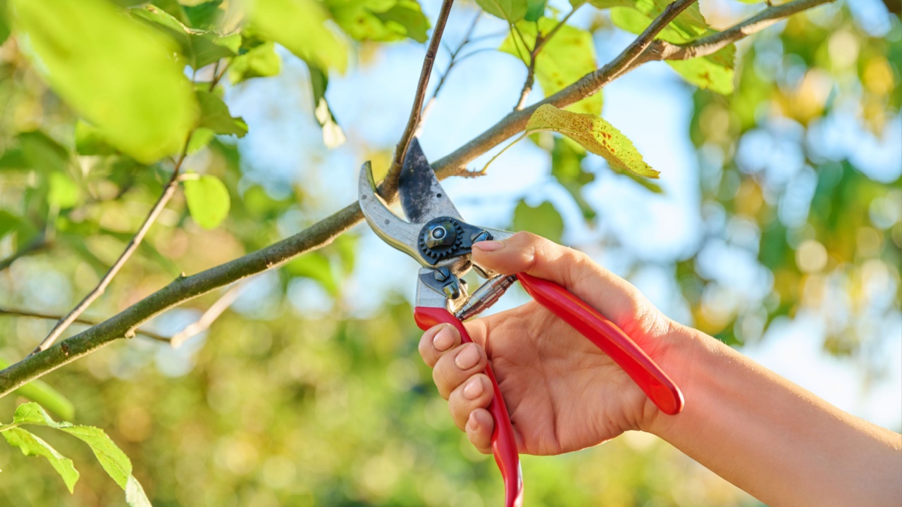 Close-up of hand with pruner cutting branch of apple tree in orchard