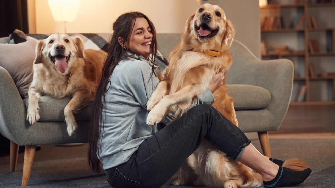 Playing together. Woman is with two golden retriever dogs at home.