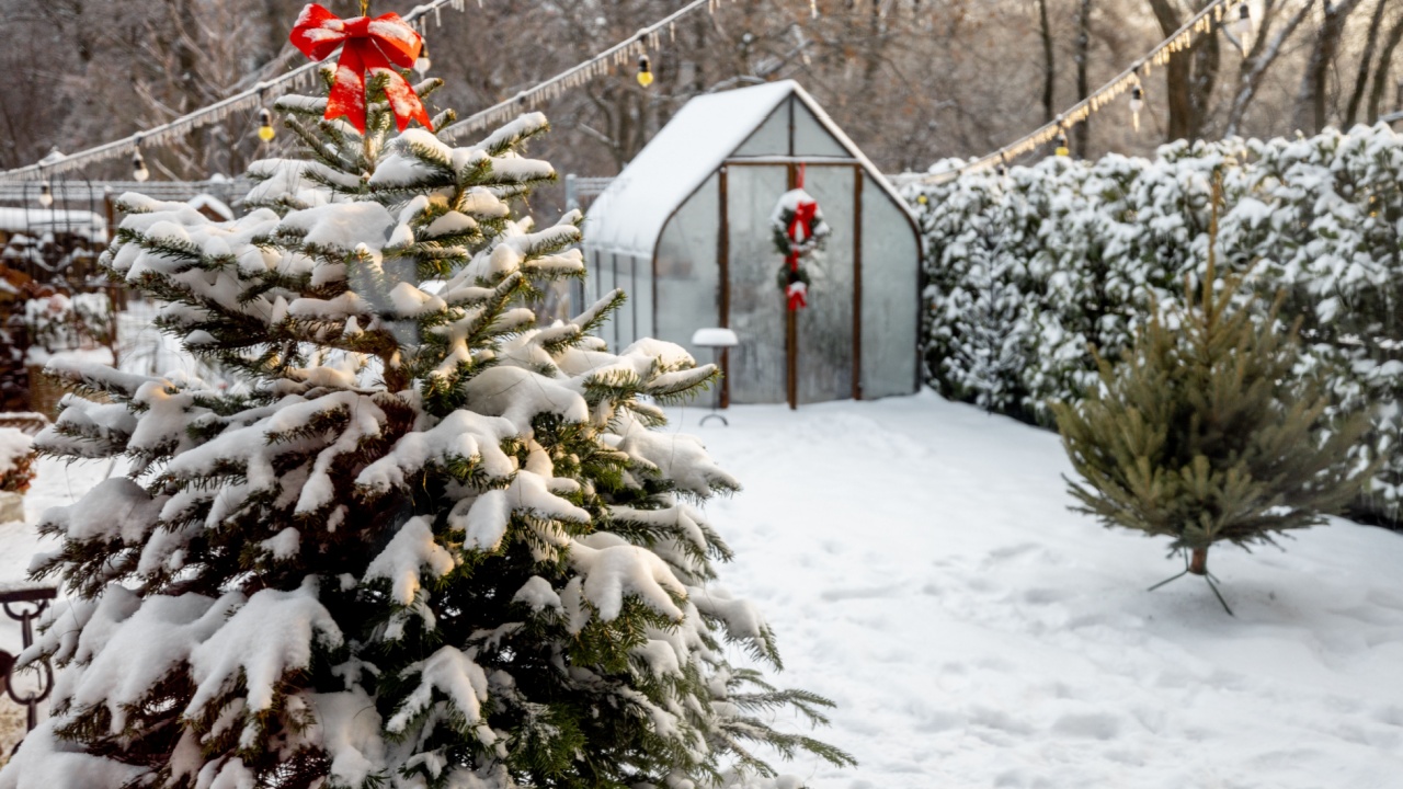Beautiful snowy yard with vintage greenhouse and Christmas tree covered with snow. Concept of New Year holidays and winter magic