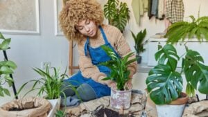 Professional curly female gardener transplants houseplants takes care of home potted greenery sits on floor against cozy inerior wears jumper and denim sarafan.