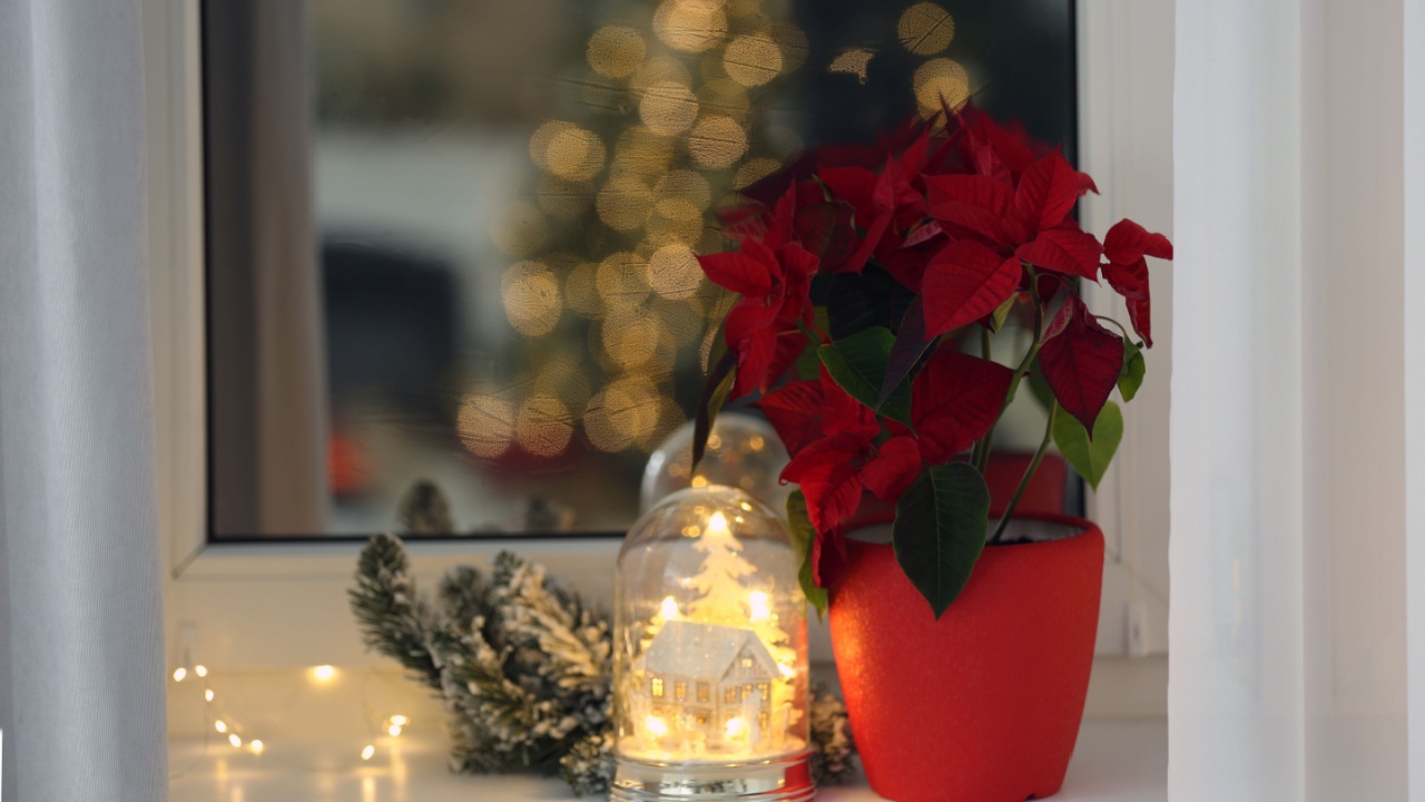 Potted poinsettia and festive decor on windowsill in room. Christmas traditional flower