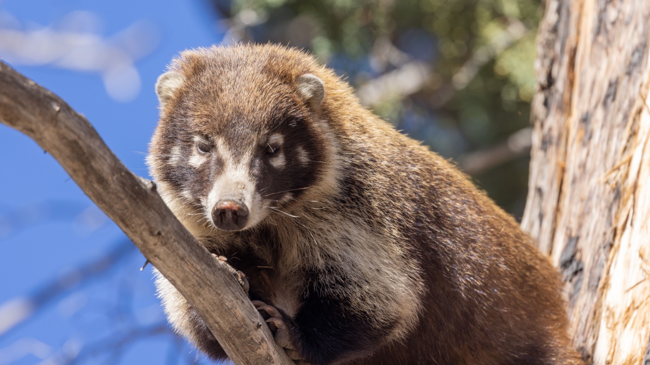 White nosed Coatimundi in Chiricahua National Monument Arizona