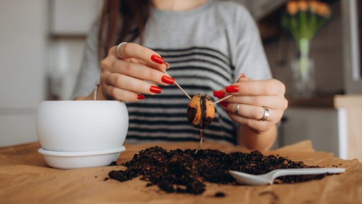 5 Steps to a Thriving Indoor Avocado Tree