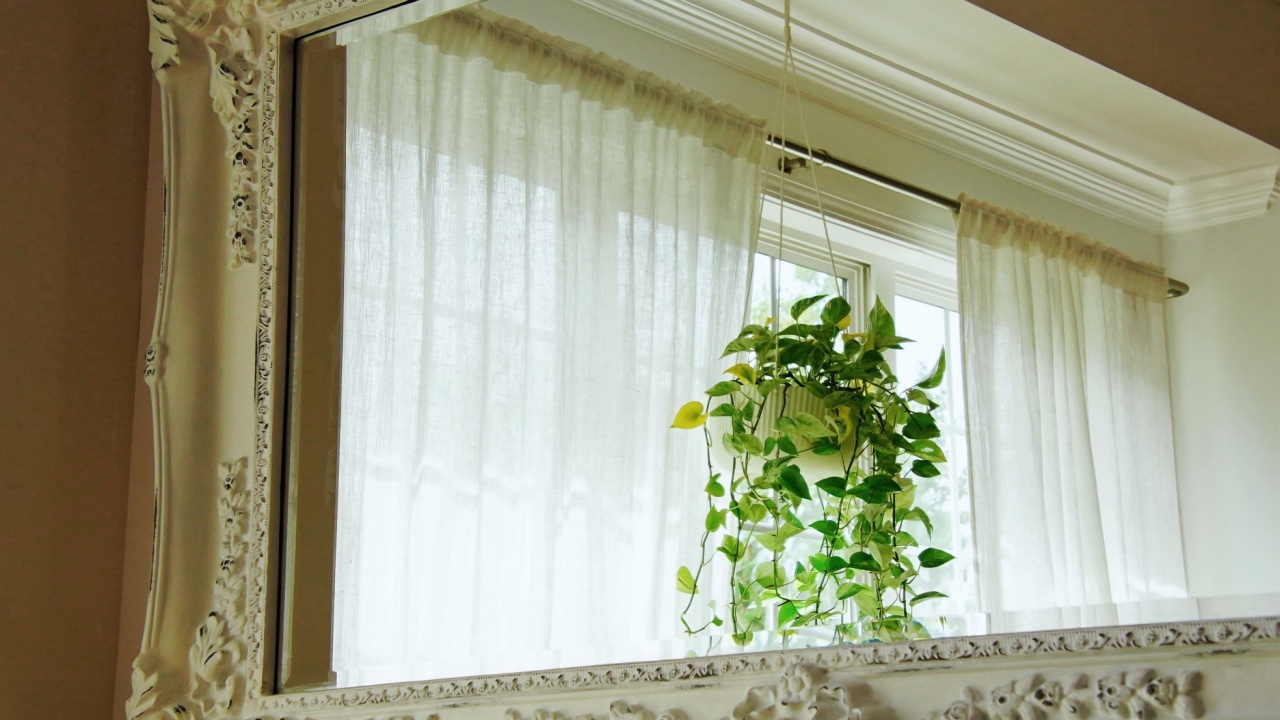 Green plants give a fresh look in the house. The hanging planter and the vases are perfect decorations too. Golden pothos. Lucky bamboo. Snake plant.