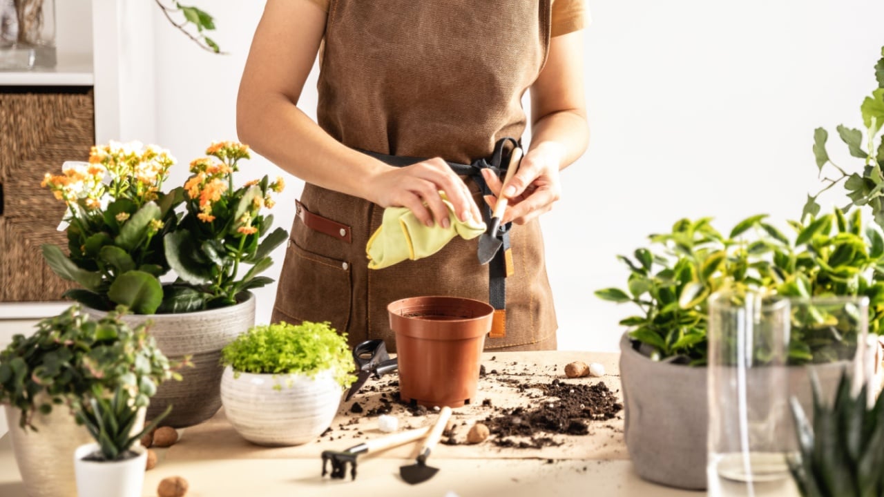 Female gardener cleans garden tools after transplanting plants working at workshop. Planting of home green plants indoors, home garden, hobby, gardening blog, small flower growing business concept