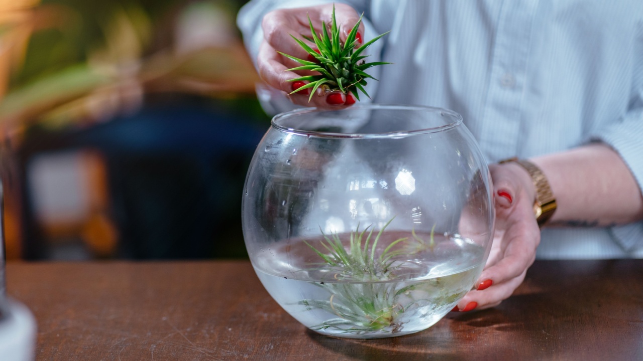 How to care for a plant growing without soil. Bathing atmospheric tillandsia inside flowers and vintage interior decorations accessories store.