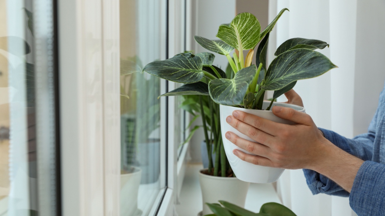 Woman with beautiful houseplant near window indoors, closeup