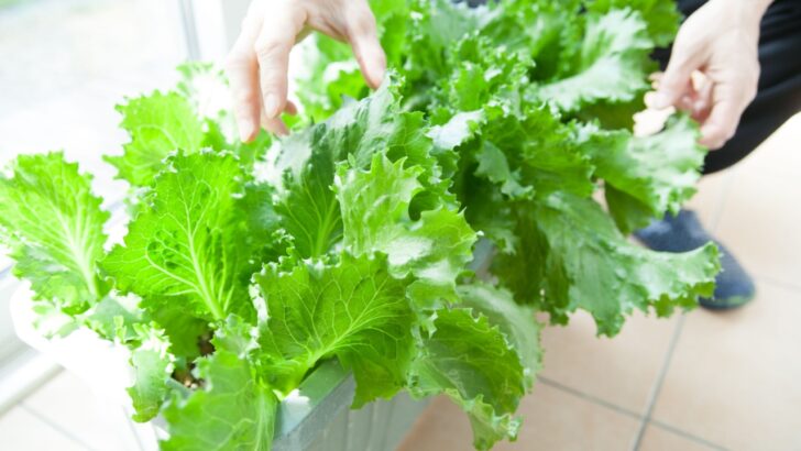 3 Lettuce Types That Grow Best Indoors