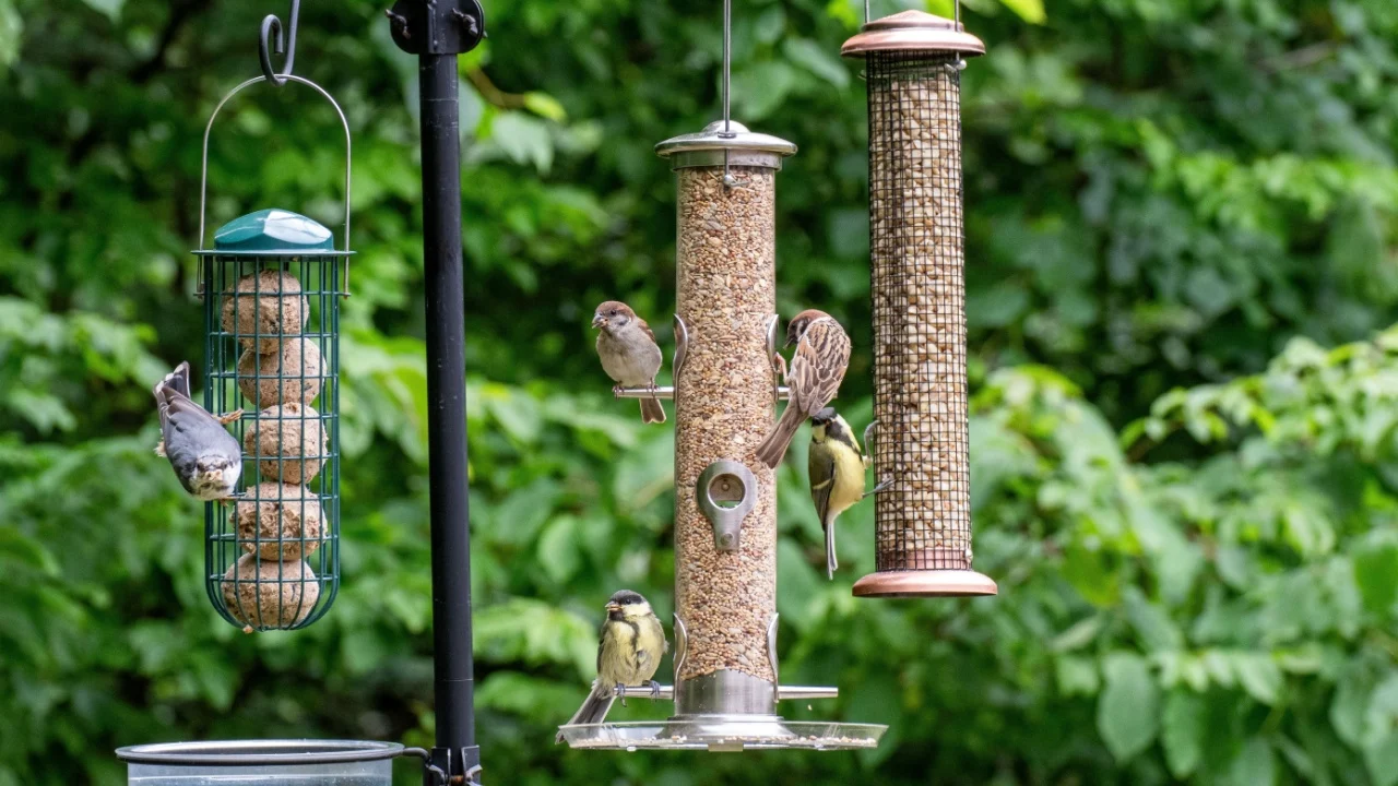 Photo of birds eating seeds from a bird feeder in summer in the garden