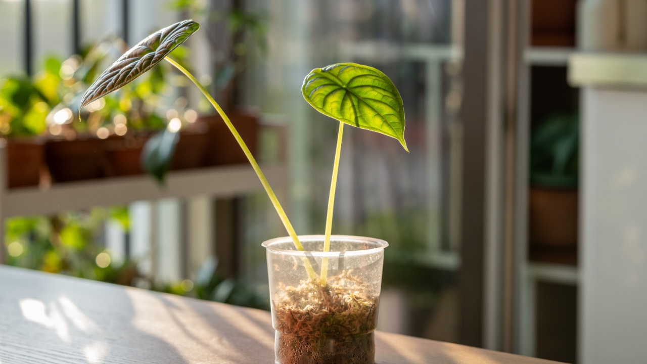 Closeup of sprout tropical Alocasia Baginda Dragon Scale cuttings with roots in in plastic cup with moss at home over sunset light on background. Indoor gardening concept
