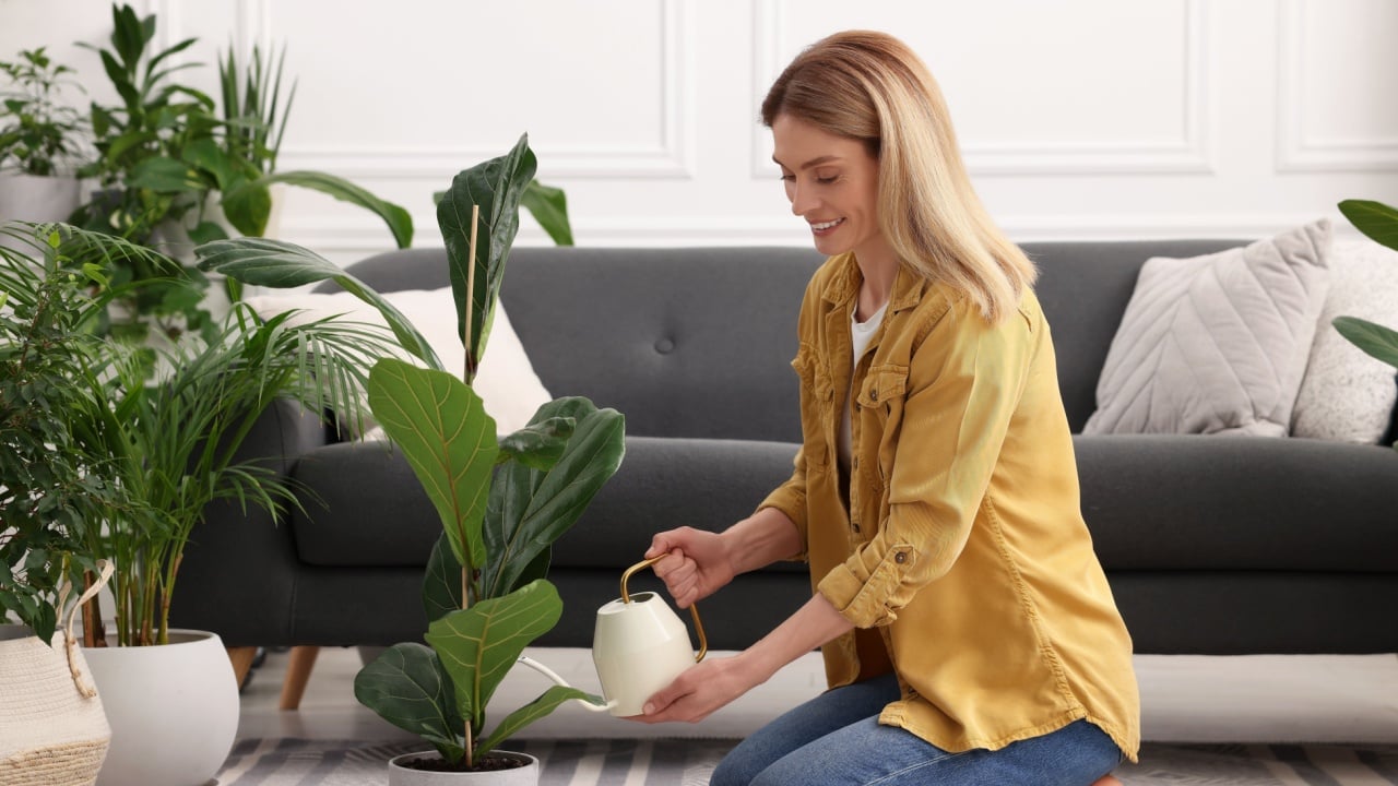 Woman watering beautiful potted houseplant at home