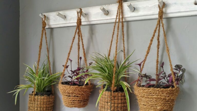 “A row of hanging spider plants (Chlorophytum comosum), known as bulu ayam in Indonesian or Paris lily, displayed in hemp rope pots as home decoration plants.