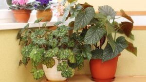 Home plant garden composition with Royal begonia (Begoniaceae Rex) and begonia Lucerna in pots on a wooden table next to a window