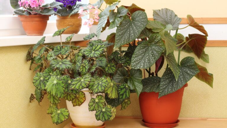Home plant garden composition with Royal begonia (Begoniaceae Rex) and begonia Lucerna in pots on a wooden table next to a window