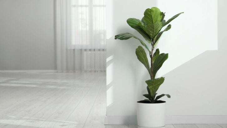 6 Houseplants That Love Filling in Empty Spaces