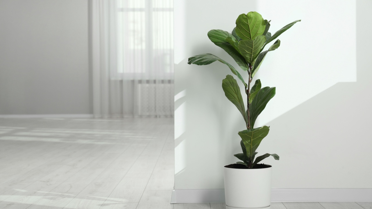 Fiddle Fig or Ficus Lyrata plant with green leaves at home. Space for text