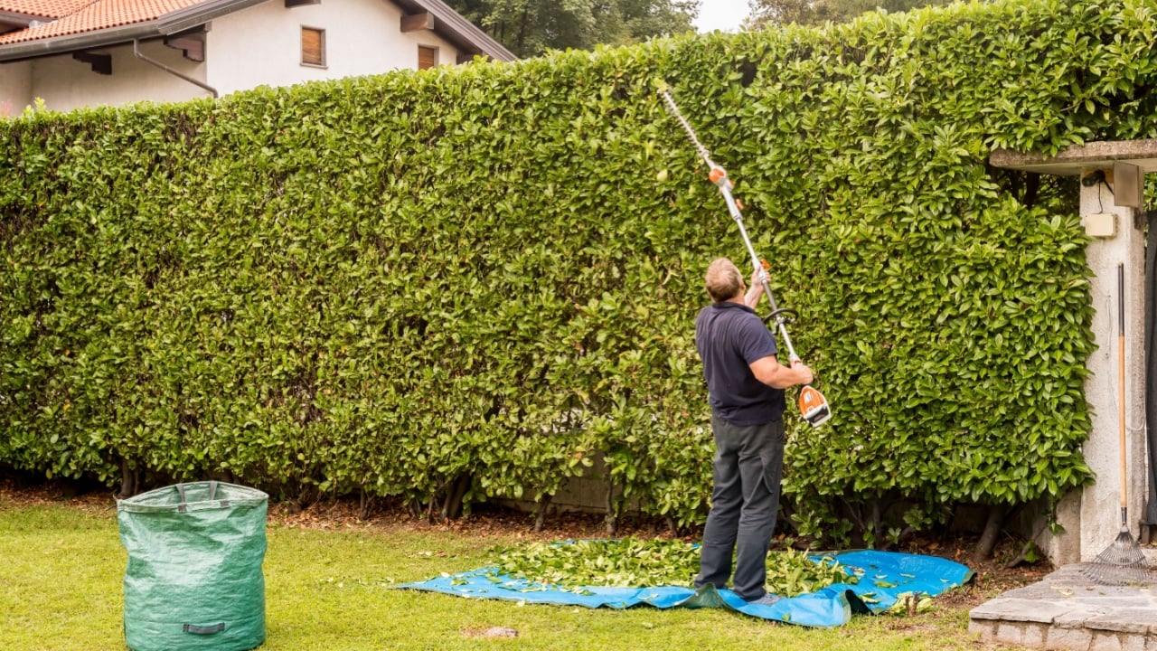 Mature man cuting hedge with an electric hedge trimmer in the garden.