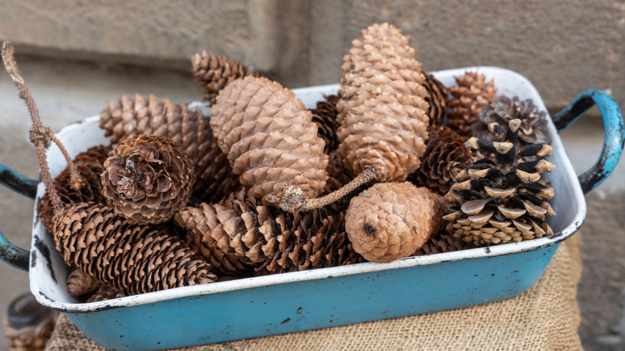 pinecones, side view dried pine cones on table. new year or Christmas decoration with dried pine cones in retro enamel tray on table. new year or noel concept. autumn or fall season background