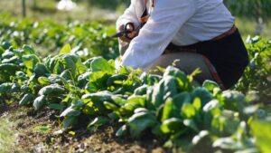 Image of a woman harvesting spinach
