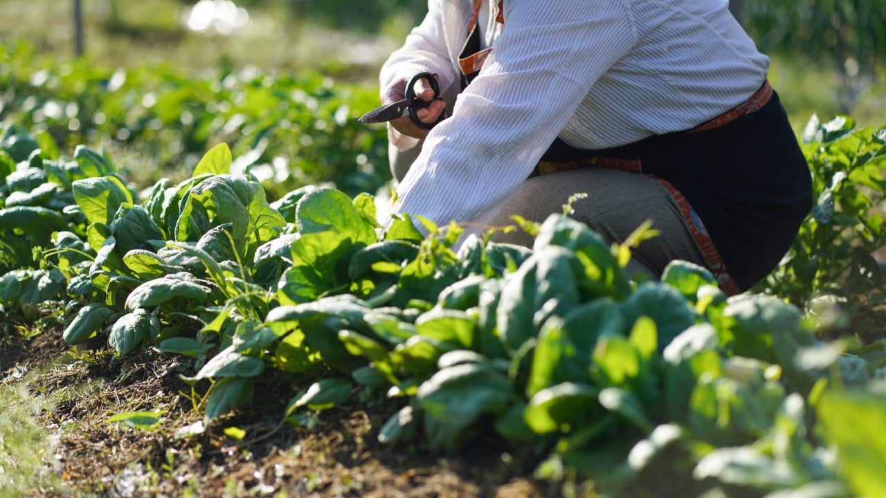 Image of a woman harvesting spinach