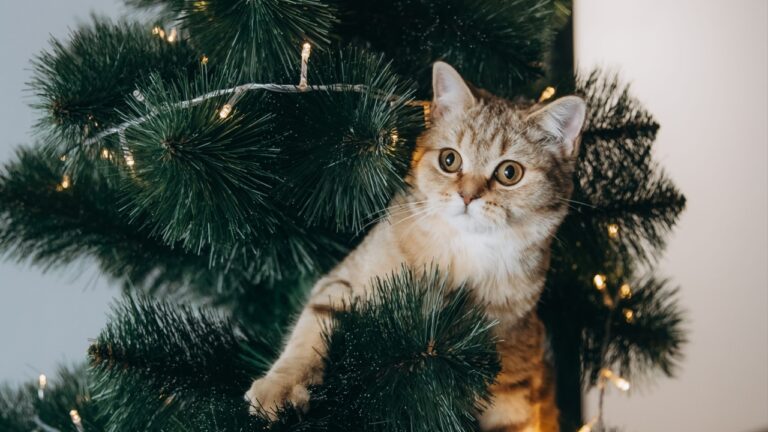 the fluffy cat climbed inside the Christmas tree and sat on the branch