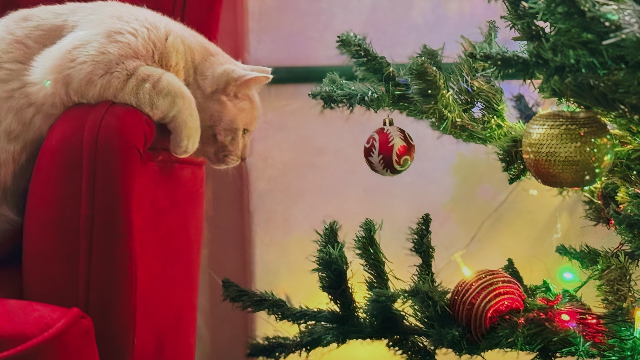 A cream-colored cat looks thoughtfully at a Christmas tree decorated with balloons and garlands