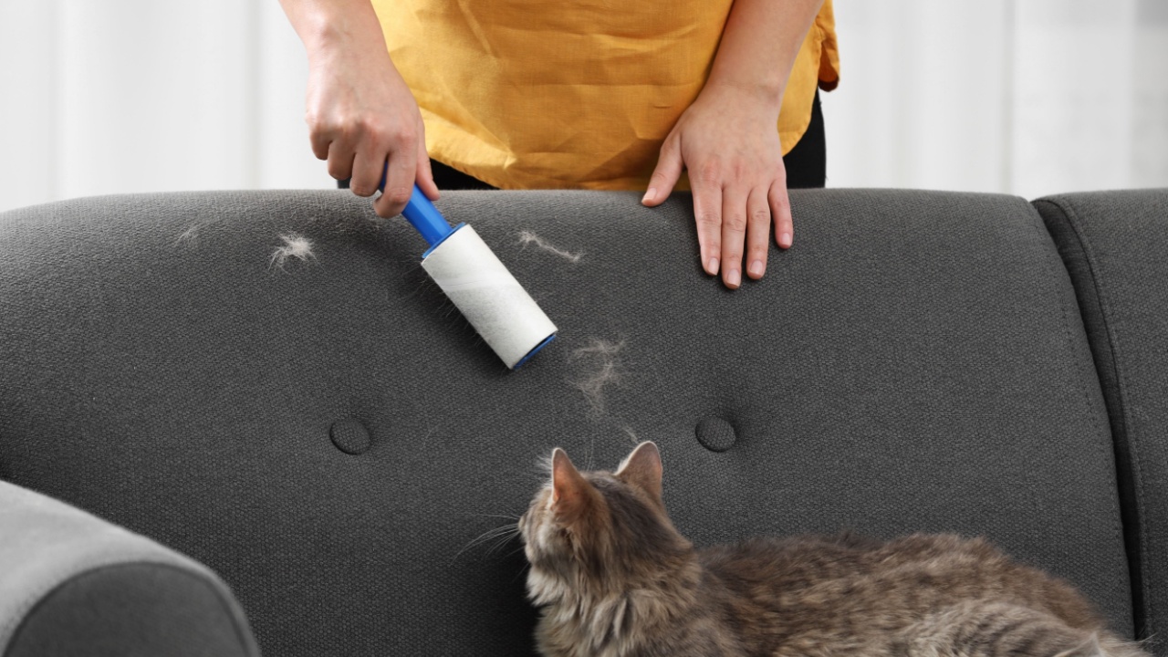 Pet shedding. Woman with lint roller removing cat`s hair from sofa at home, closeup