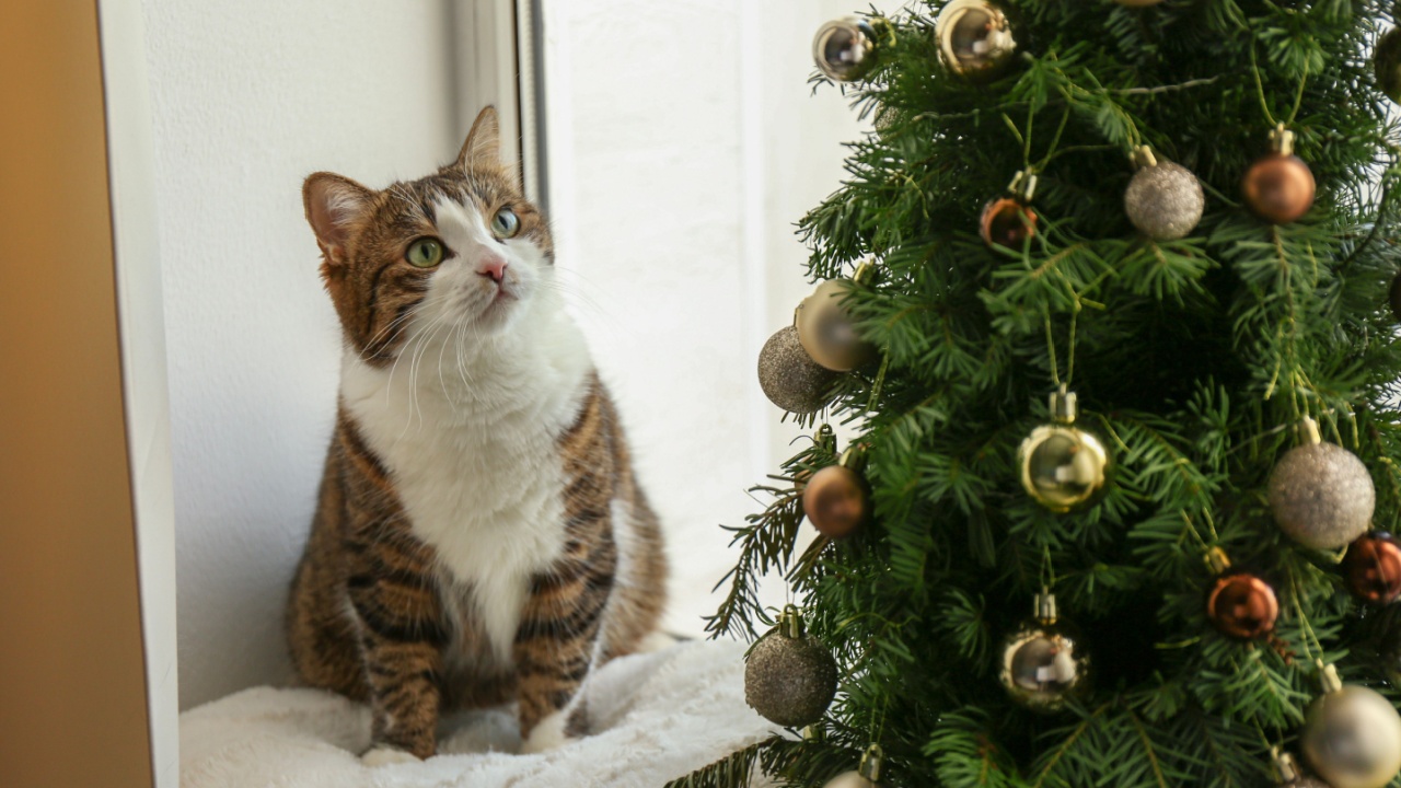 Cute cat on window sill looking at Christmas tree at home.
