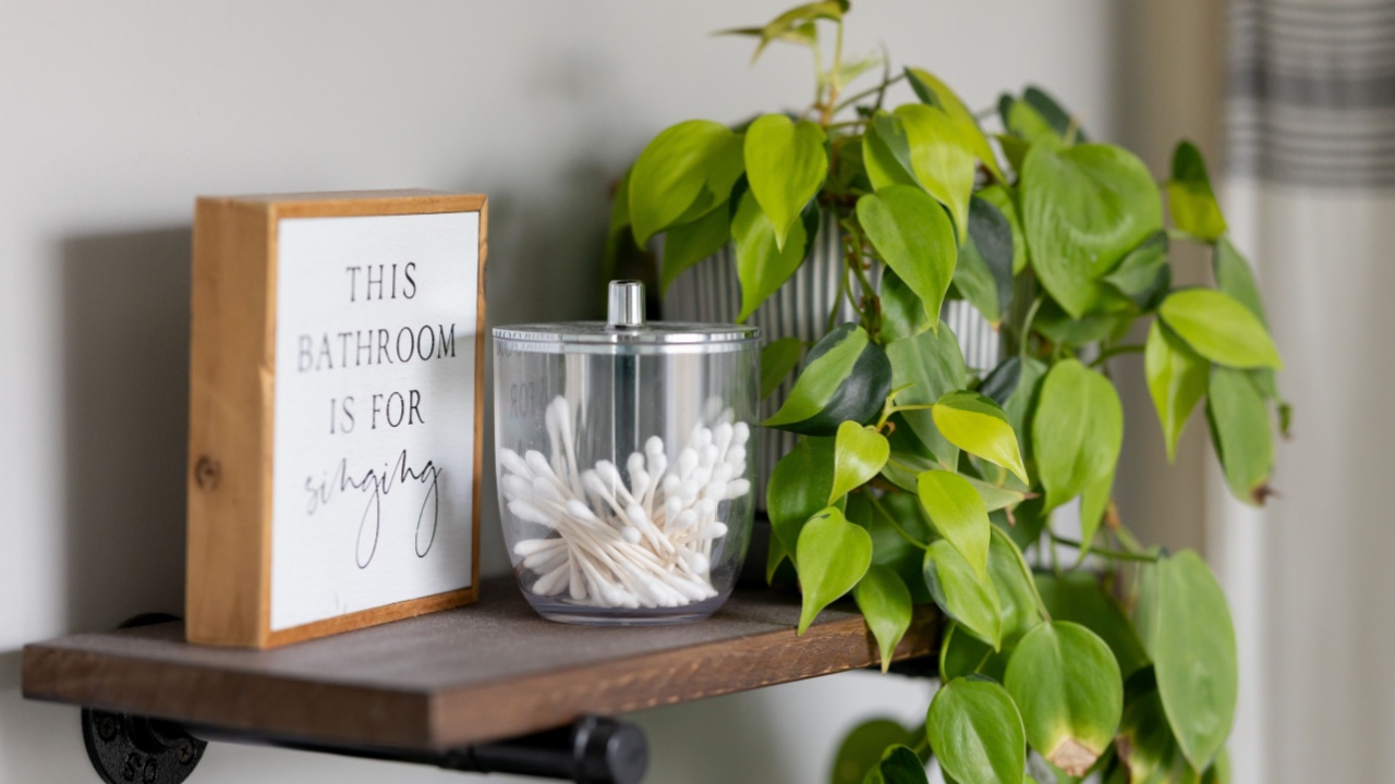 Indoor house plants cozy home space