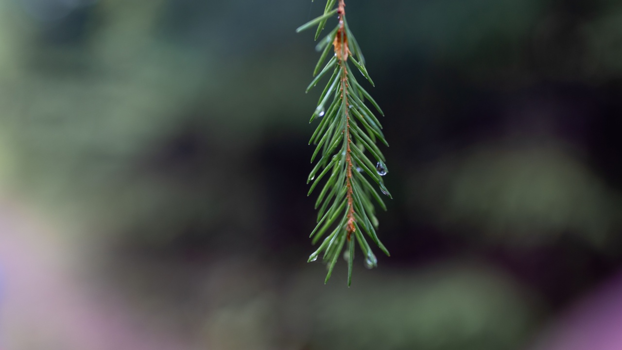 small pine tree in a green forest