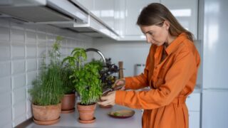 Female gardener cuts basil leaves. Woman taking care of home garden, seedlings, basil plants, mint, spicy herbs for eating, adding to food. Healthy tasty seasonings grown indoors. Harvest