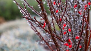 Frost-Kissed Gems: Barberry Berries Glitter in the Cold Morning Light