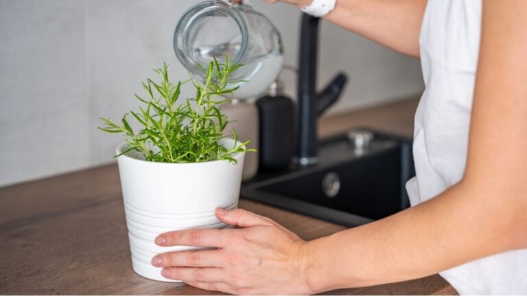 A woman takes care and waters of rosemary in a flower pot in the kitchen. Growing fresh greens at home for eating. High quality photo