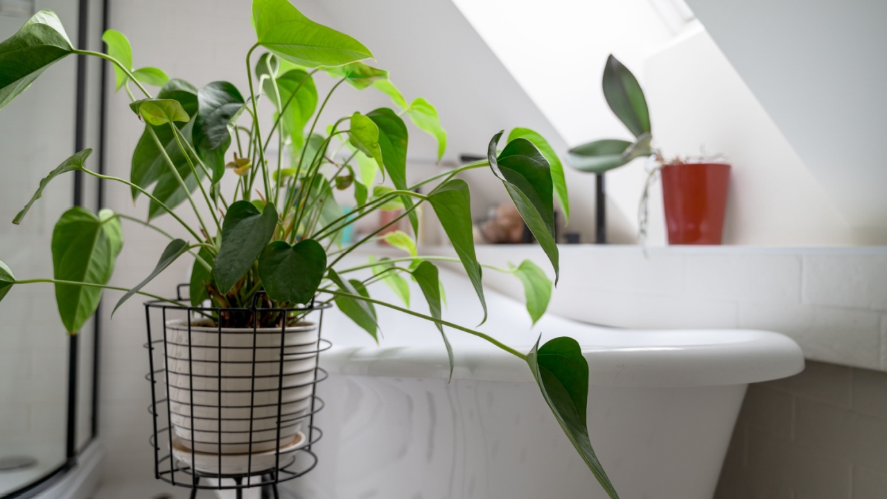 Green house plant standing near bathtub in modern white bathroom