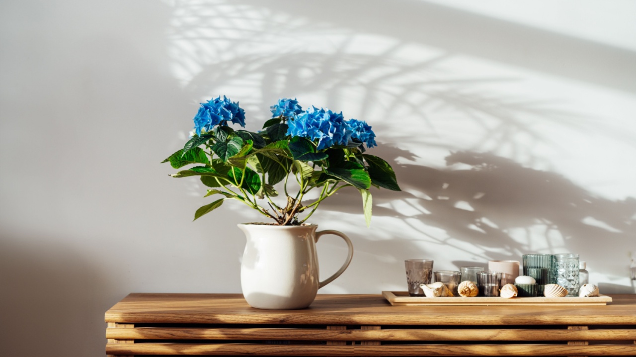 Modern minimalist Scandinavian style interior. Candles on tray and House plant blue hydrangea in a pot on wooden console under sunlight and shadows on a white gray wall. Living room design. Biophilia