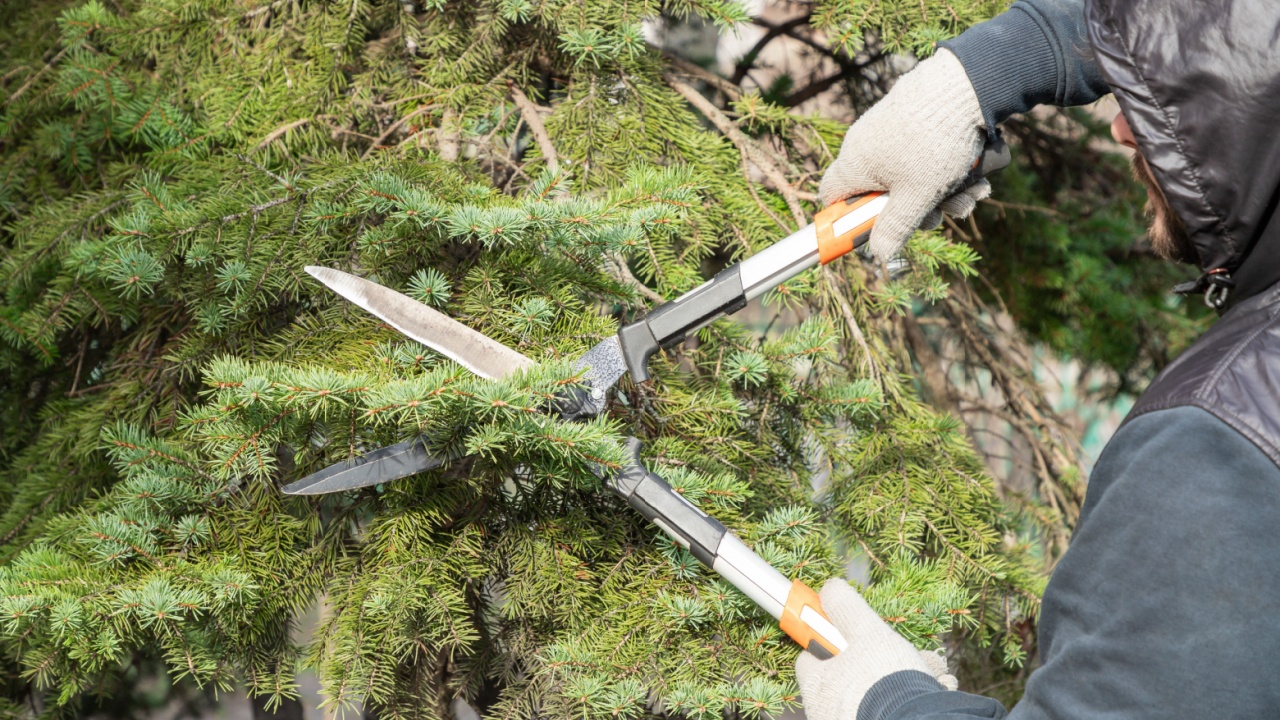 Gardener pruning, spruce, fir tree with hedge shears. Pruning, trimming spruce, fir tree, pine with garden scissors. Cutting branches clippers in garden.