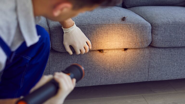 Man, professional pest control worker examining a sofa in the living room with a flashlight, uncovering cockroaches. Thorough inspections help maintain a insect-free domestic surroundings.