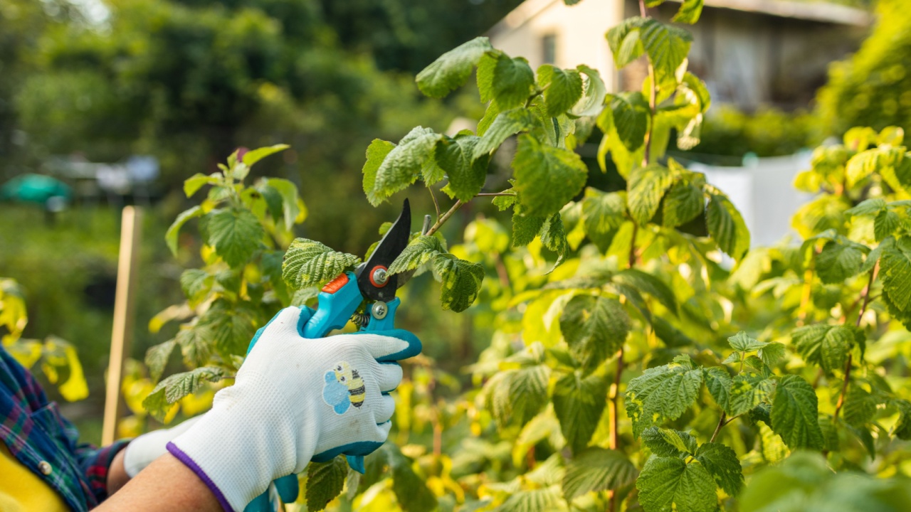 A gardener manually cuts a raspberry bush with a bypass pruner. Pruning of raspberry and blackberry bushes with bypass secateurs