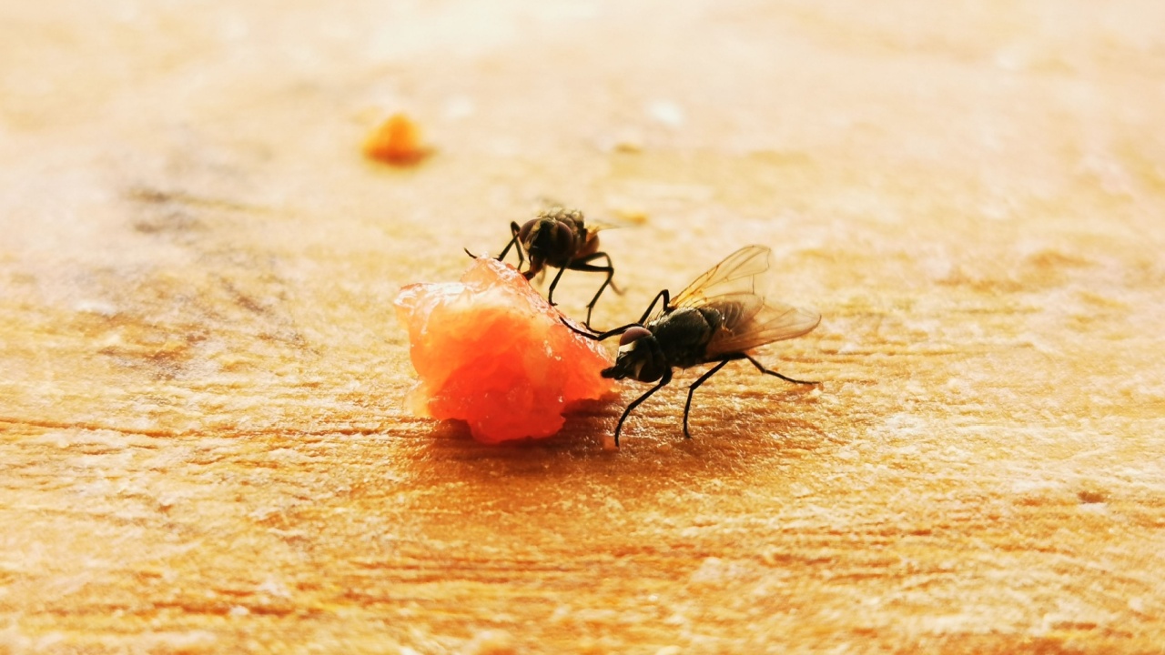 a fly eats food scraps on the kitchen board