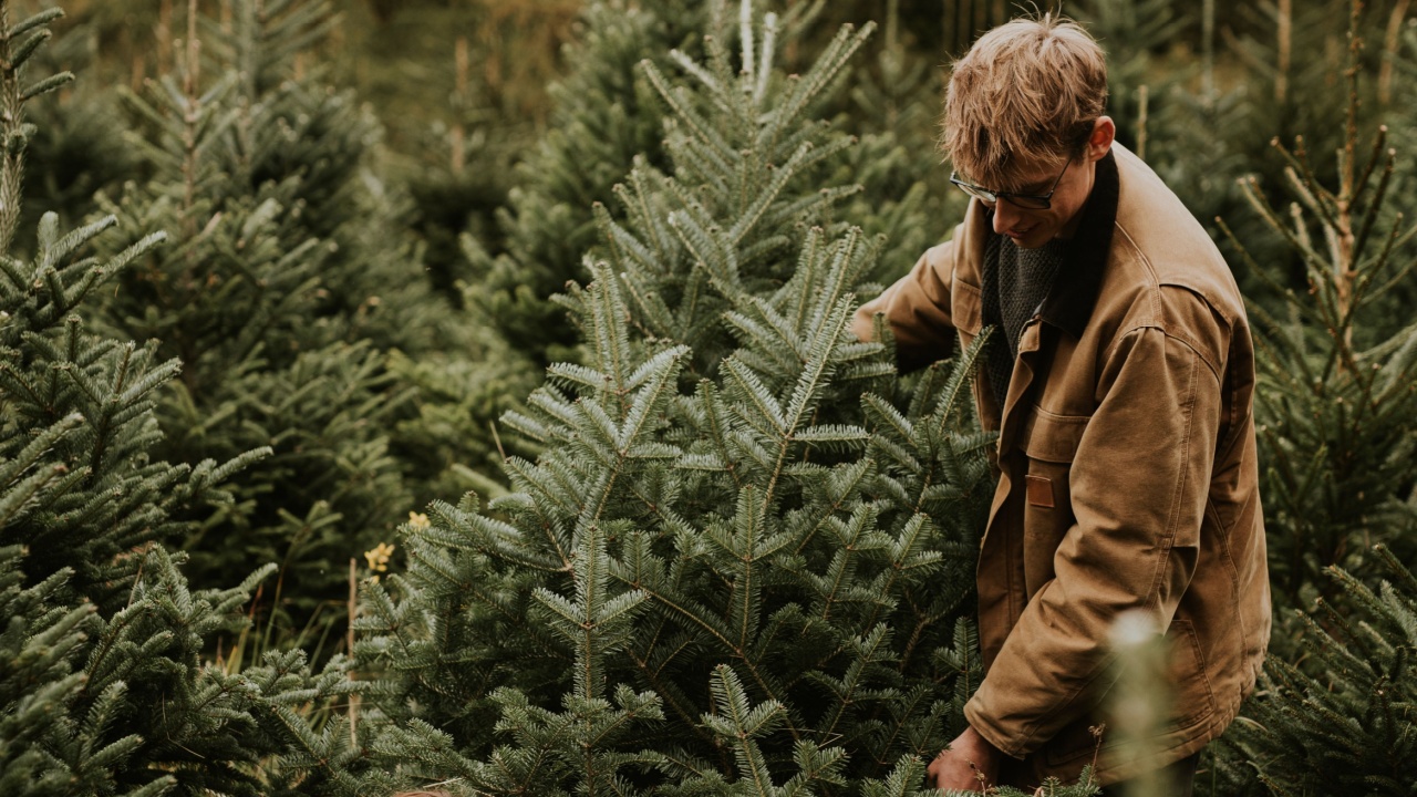 Caucasian couple are working together in a lush green tree farm. They are carefully selecting and handling Christmas trees in a beautiful outdoor setting. Couple with Christmas tree