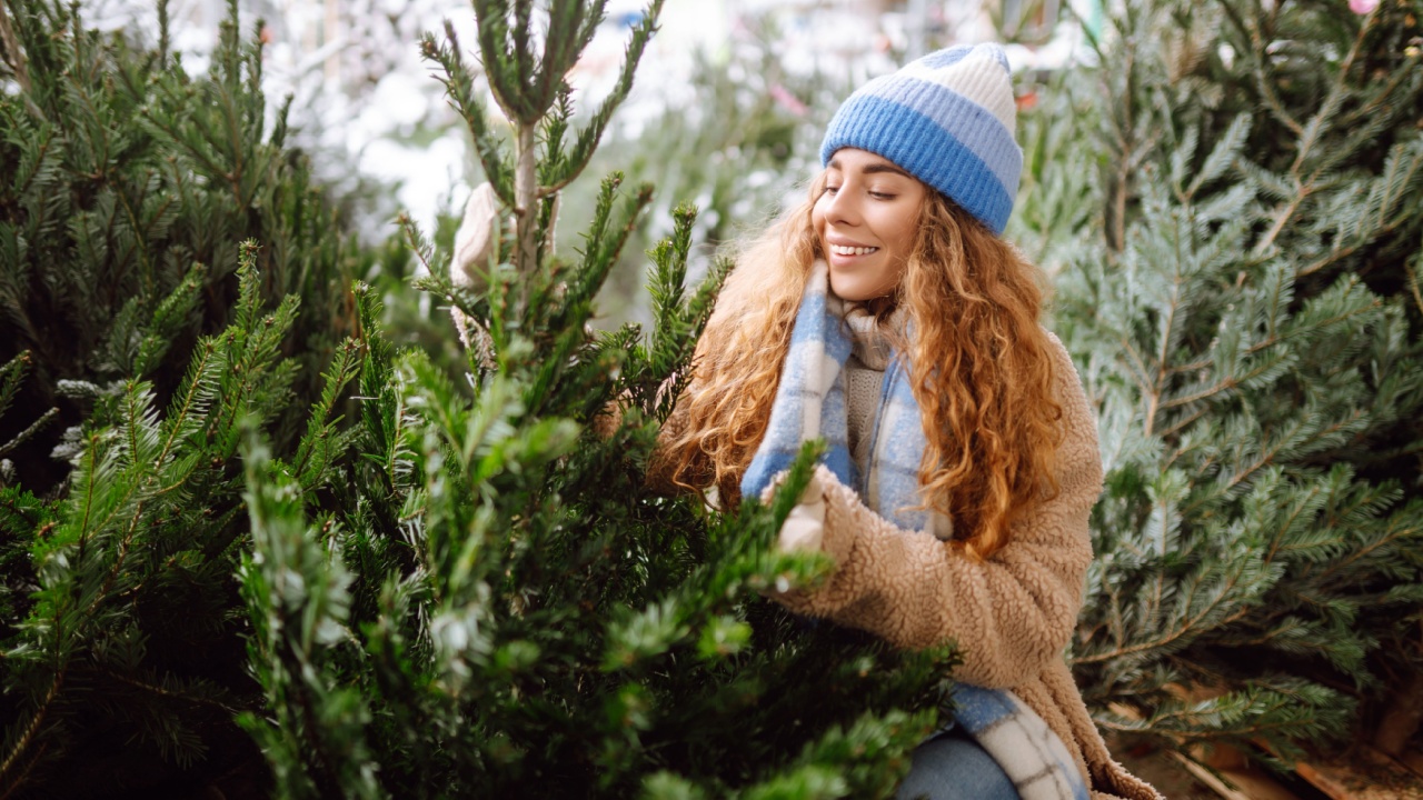 Beautiful woman chooses and buys Christmas tree at a Christmas market. Girl using hand for check the quality. Winter holidays.