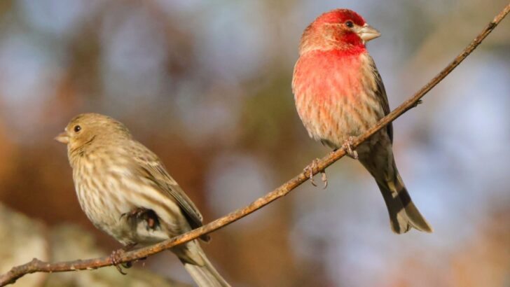 How to Spot a House Finch (4 Details That Give it Away)