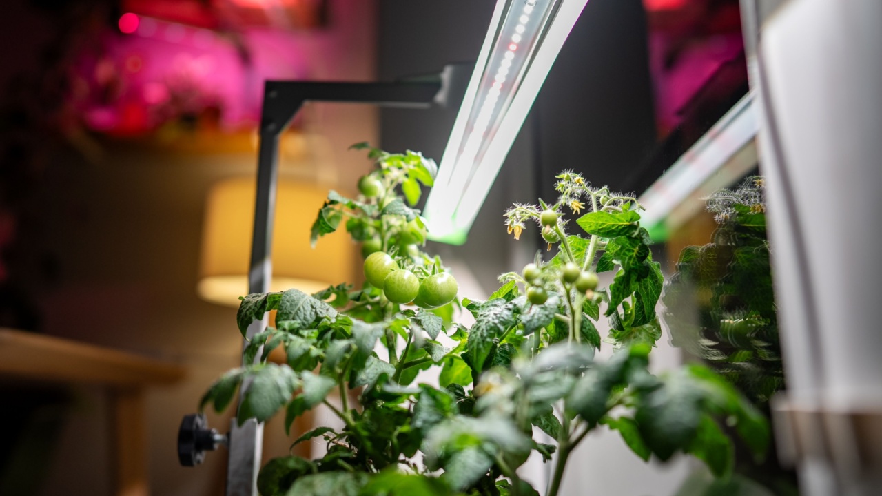 Homegrown blooming tomato cherry under phyto lamp on windowsill at home, making up for lack of real daylight and sunlight. LED grow lamp for supplementary lighting of indoor plant in winter in room