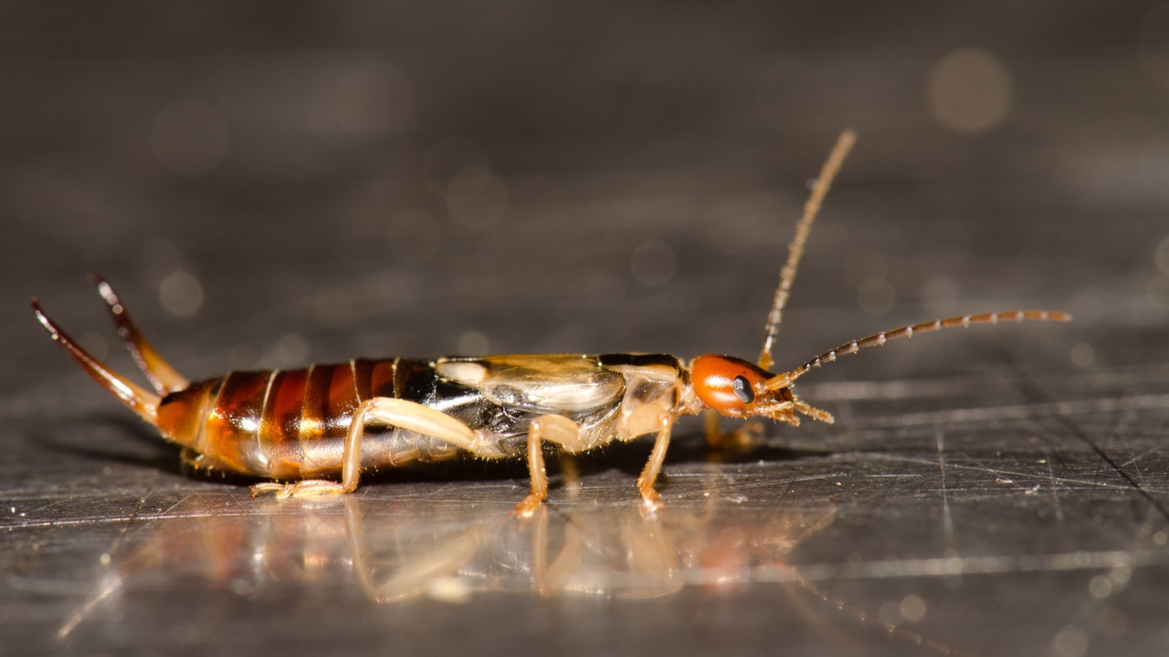 European earwig Forficula auricularia. Male.