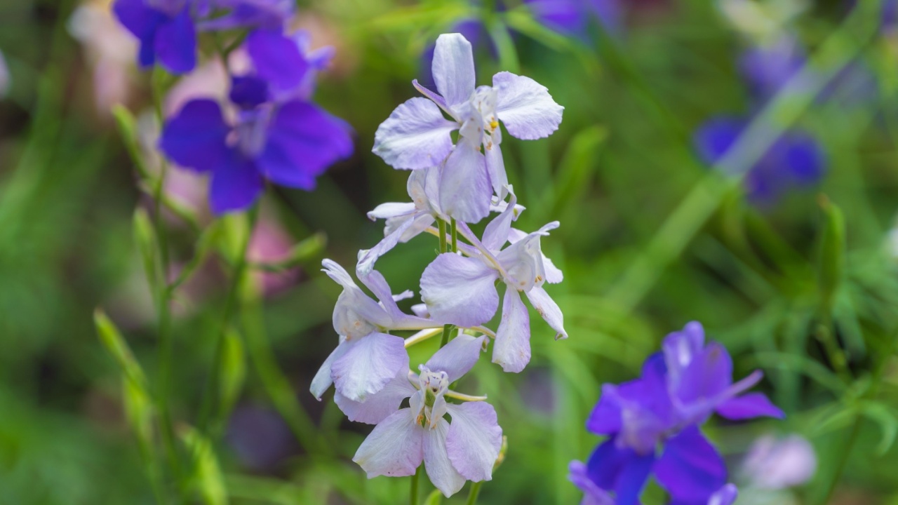 Beautiful flowers Consolida ajacis. doubtful knight's spur, rocket larkspur. an annual flowering plant.