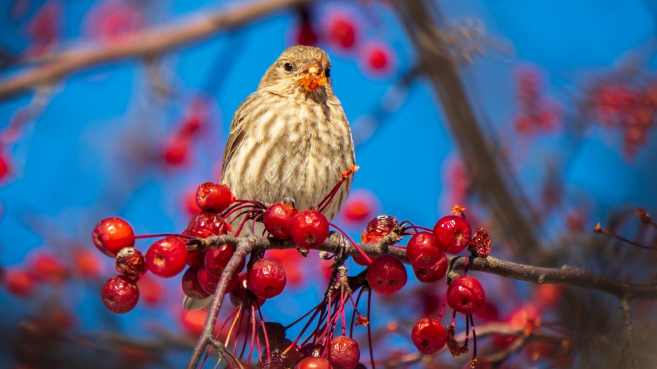 A selective shot of House Finch (Haemorhous mexicanus) perched on a tree branch and eating berrries
